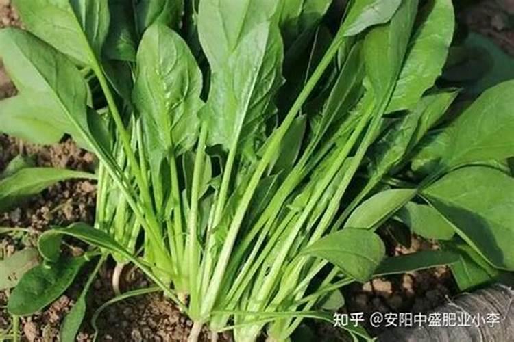 空心菜叶子黄了还可以吃吗