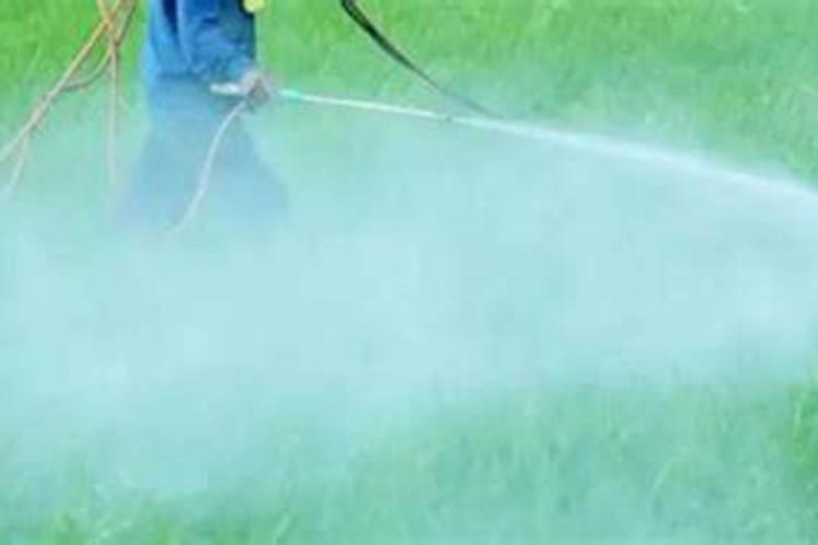 网购回来的茉莉花怎么种