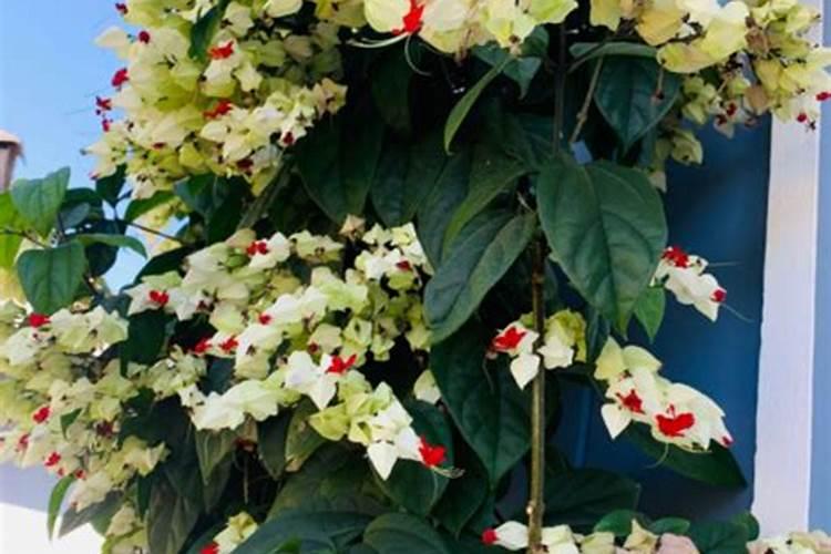 把花的肥料溶于水中再浇花可以吗？