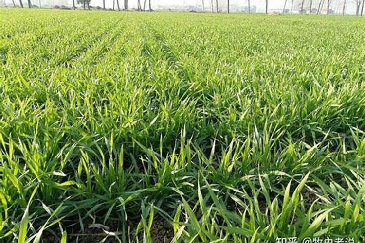 柑橘结果期上什么肥料好？柑橘挂果期用哪些肥料好？