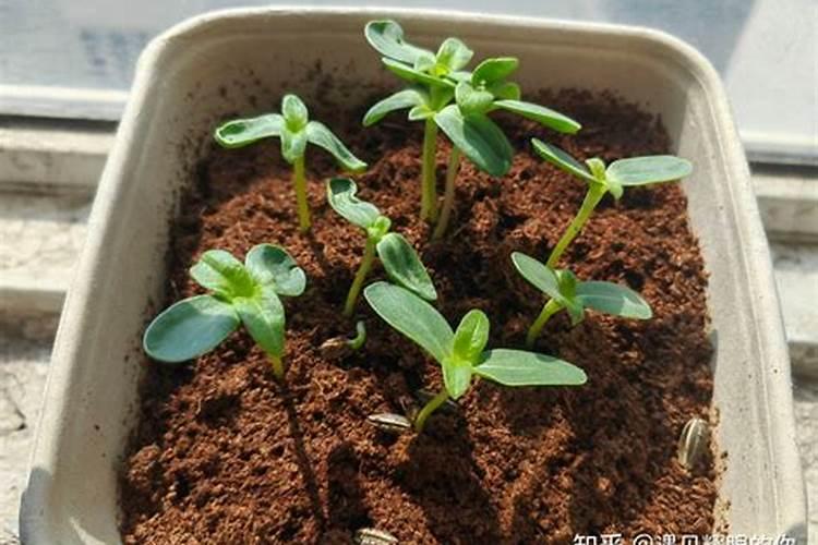 葵花苗开花期用什么肥料打什么叶面肥好用