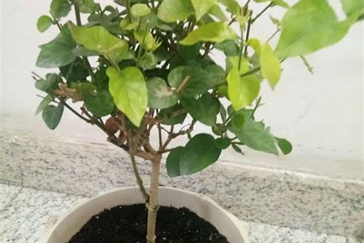 湖北仙粼化工有限公司怎么样？