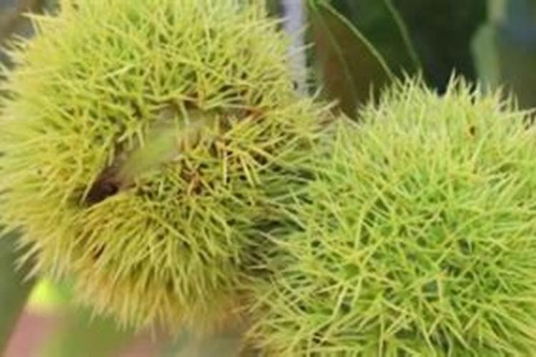 植物营养液怎么用