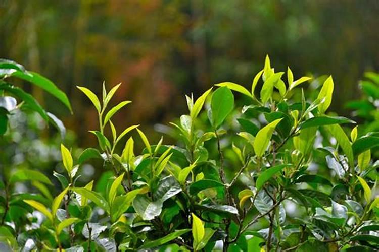 玉米大喇叭口期打什么叶面肥好？