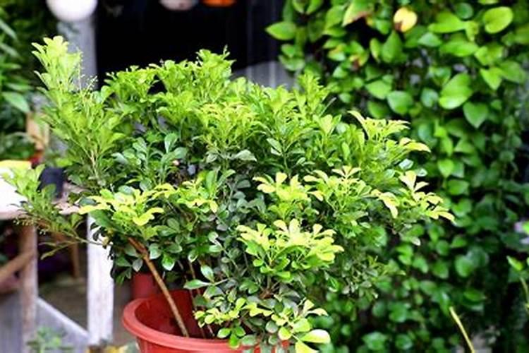 君子兰最简单施肥方法