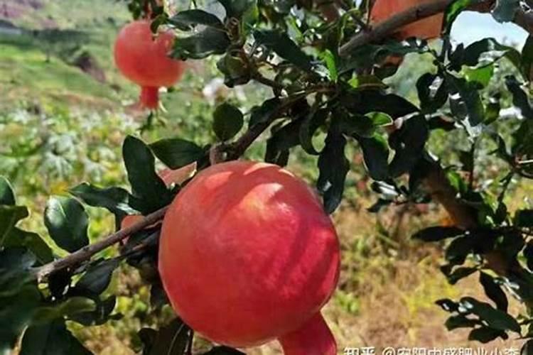 硝酸钾的制备与提纯注意事项