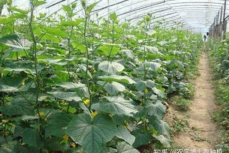 糯米香草有毒吗