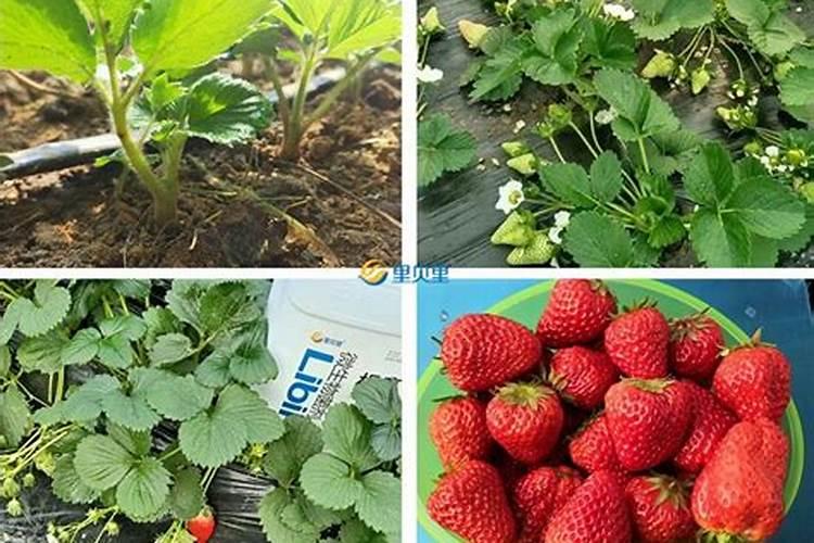 草莓种了半个月用什么肥料