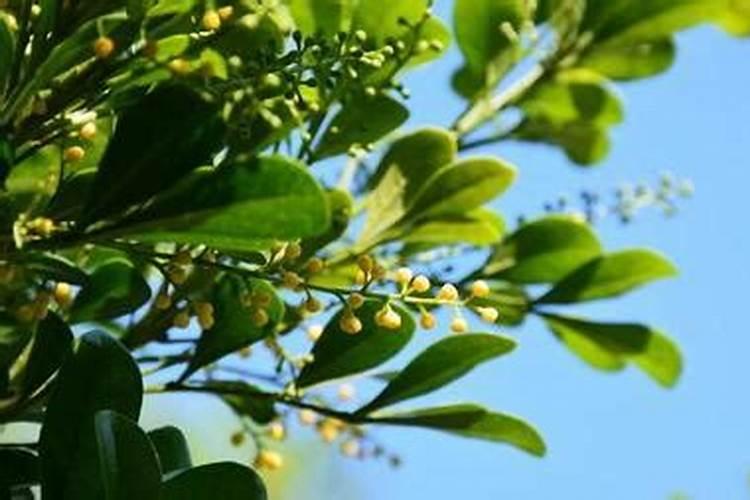 生姜可以套种哪些作物