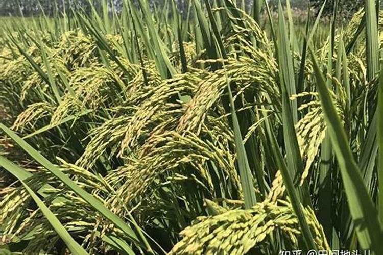 桂花叶子喷什么叶面肥最好