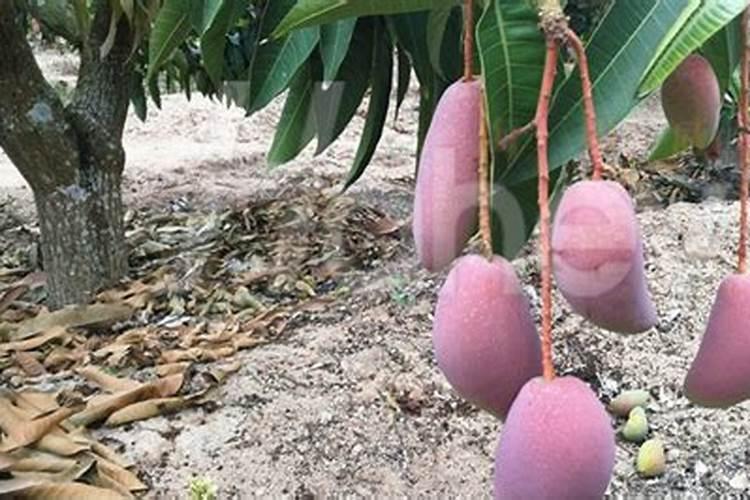 芒果用什么肥料能快速成长？施肥几次？