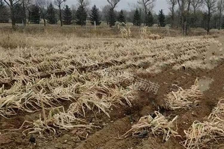 果树为什么要喷施叶面肥？叶面肥优势在哪里？