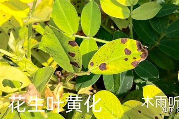 万吨粮叶面肥哪里有卖