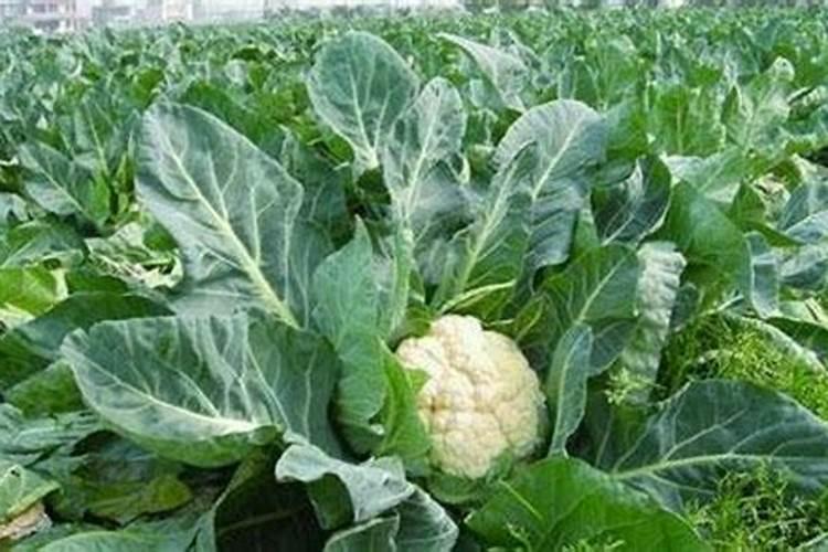 种甘蔗用什么肥料最好