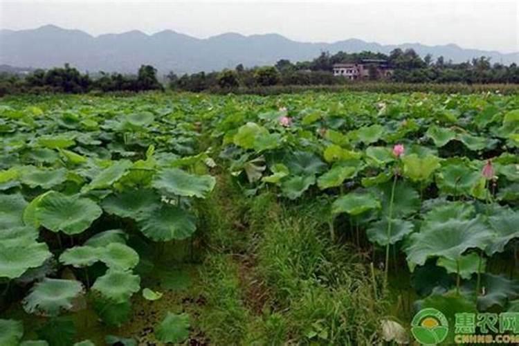 种莲藕用什么肥料好