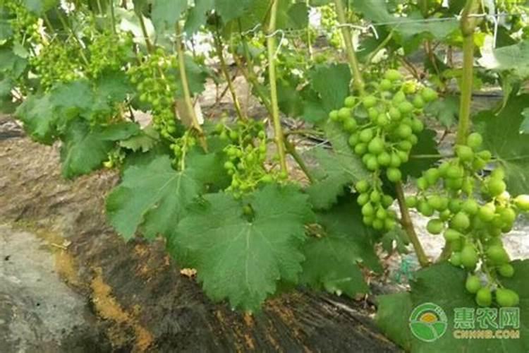 葡萄着色期用什么叶面肥可收使其增大