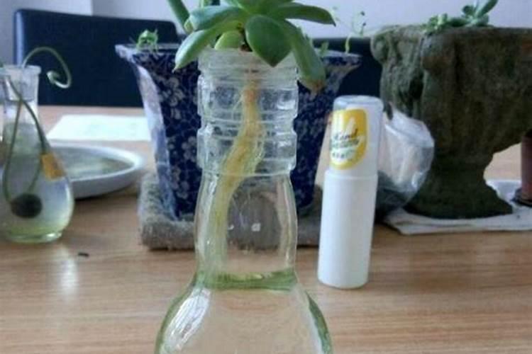 多肉植物用什么肥料好