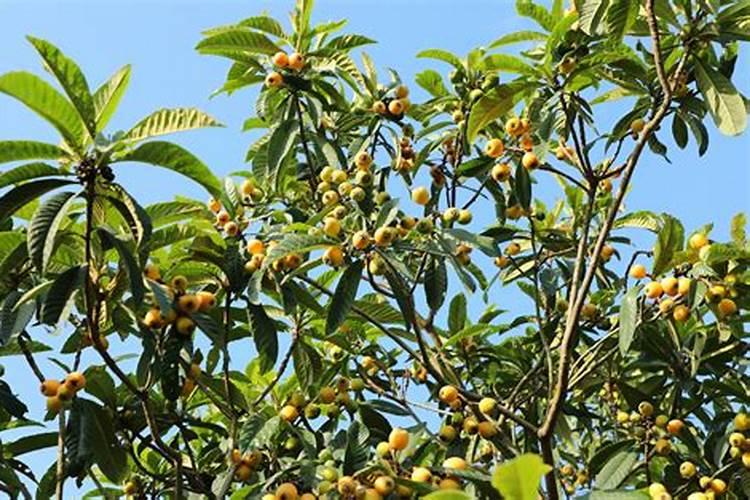 在种植的过程中 草莓需要补钙吗 草莓缺钙怎么办用什么补钙最好百度...