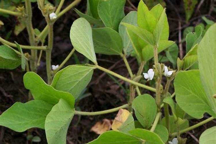 芸苔素可以灌根吗