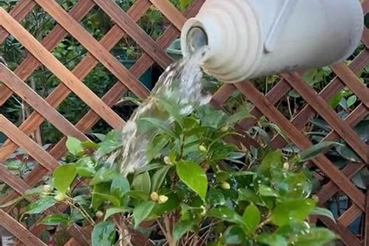 玉米上,锌肥和硼肥能不能配一起使用？玉米花期可以吗？