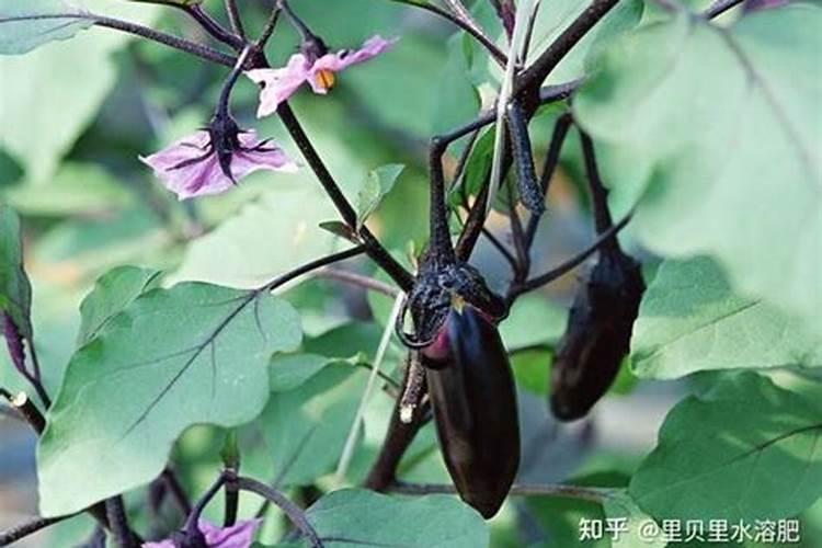 氮酮,水溶性氮酮,粉剂性氮酮