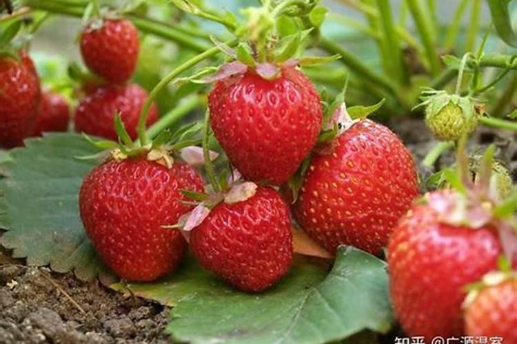 种草莓需要施什么肥料