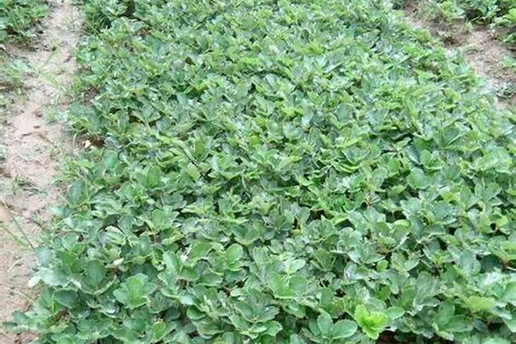 草莓上如何施水溶肥促幼果膨大？施用方法