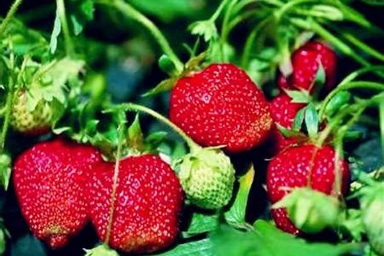 草莓怎样施肥可促萌芽