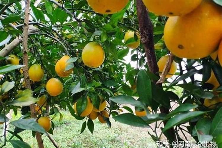 春天种油菜花需要注意什么催熟还是排水