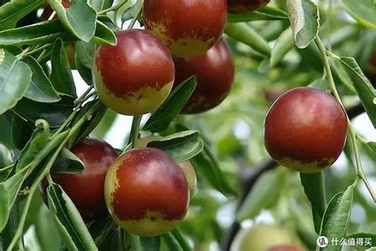 国内最好的芸苔素内酯