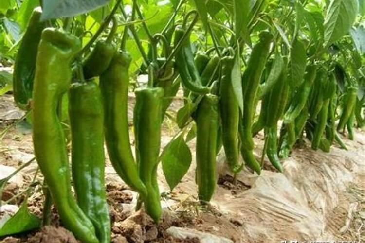 水芹菜种植时间和方法