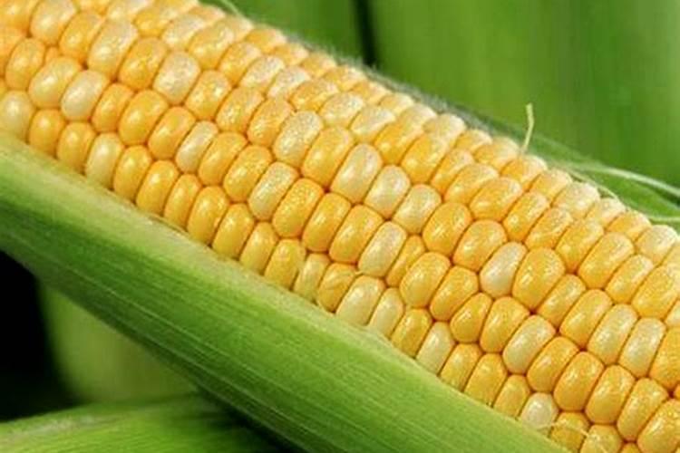 有粗纤维的草有哪些