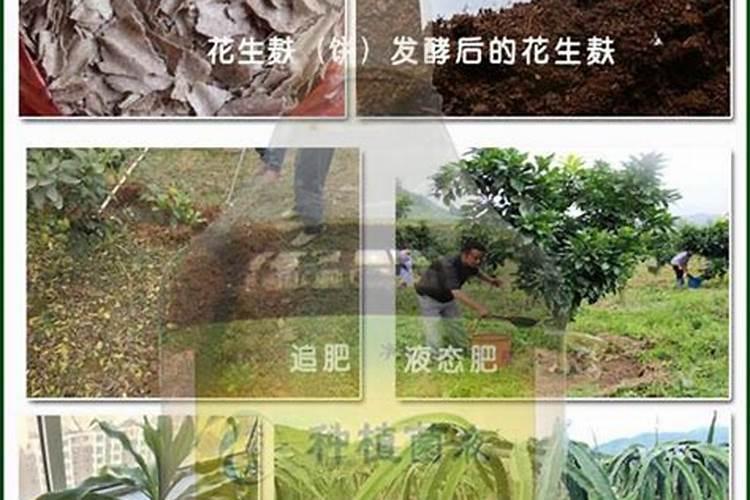 核桃树叶子能沤肥吗？