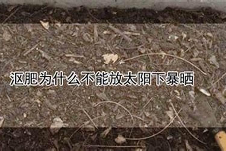 橘子树怎么种 桔子树生长条件 橘子树苗种植方法