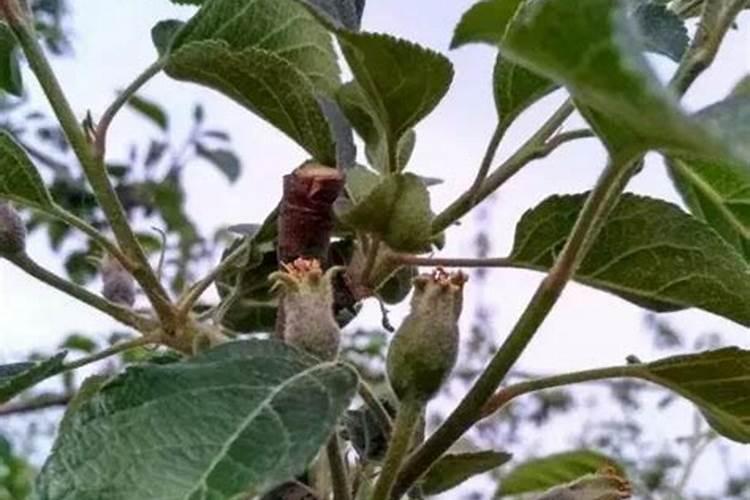 种植大蒜每亩可以用多少鹌鹑粪肥