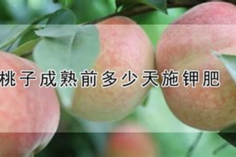 桃子施水溶肥能提前成熟吗