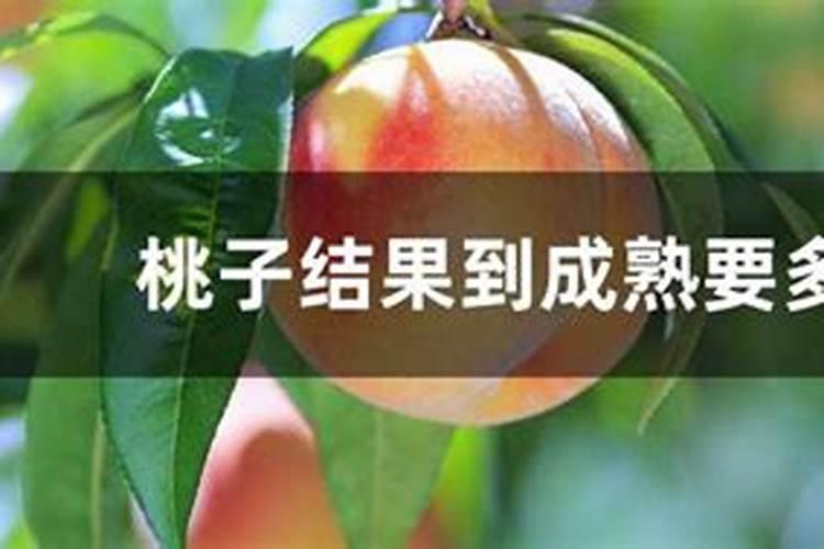 桃孑阴历七月底成熟啥时候施肥好