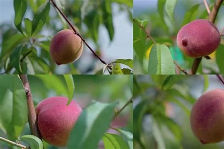 桃树可以喷芸台素吗？