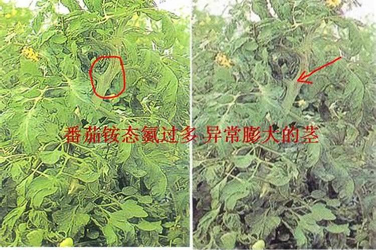樱桃小番茄只开花不结果,为什么