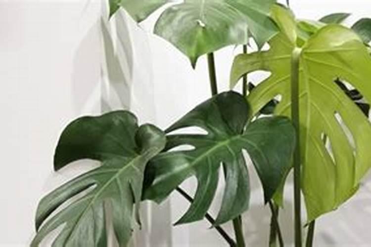 桂花施什么肥长得快