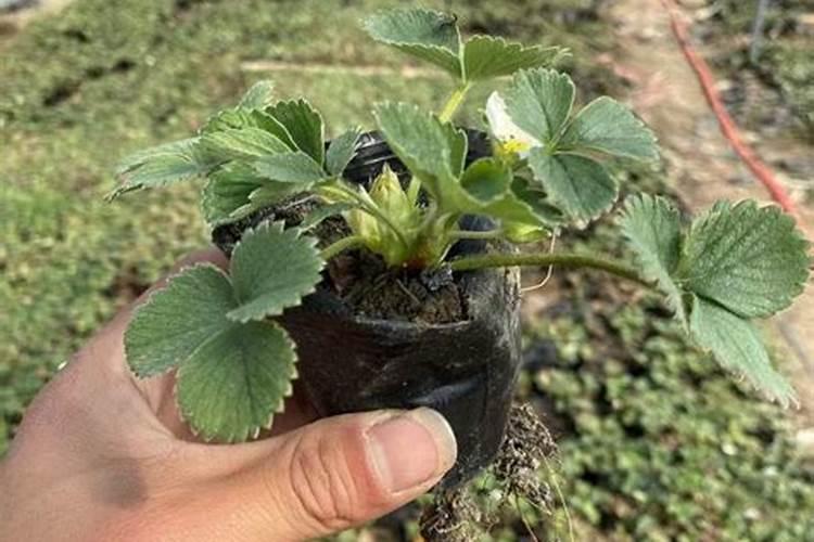 草莓苗什么时候要肥料？需要什么肥料？