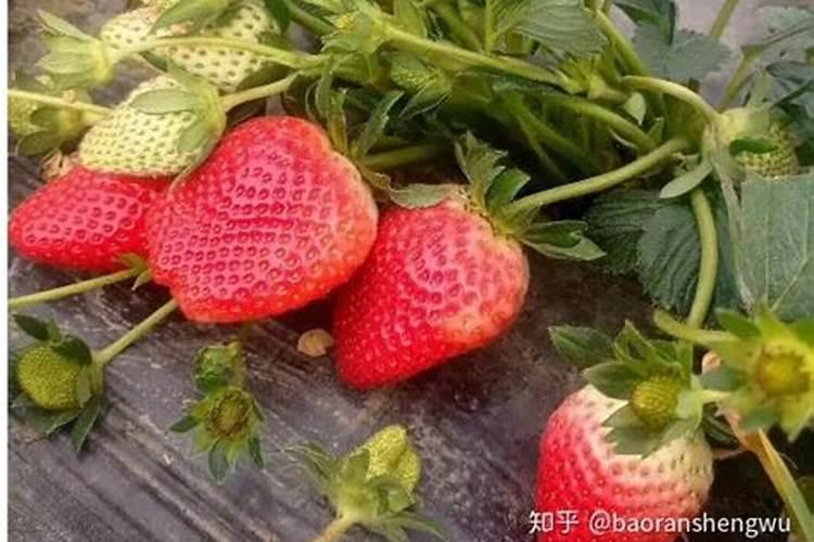 草莓各个时期的施肥方案 什么时候冲高磷肥