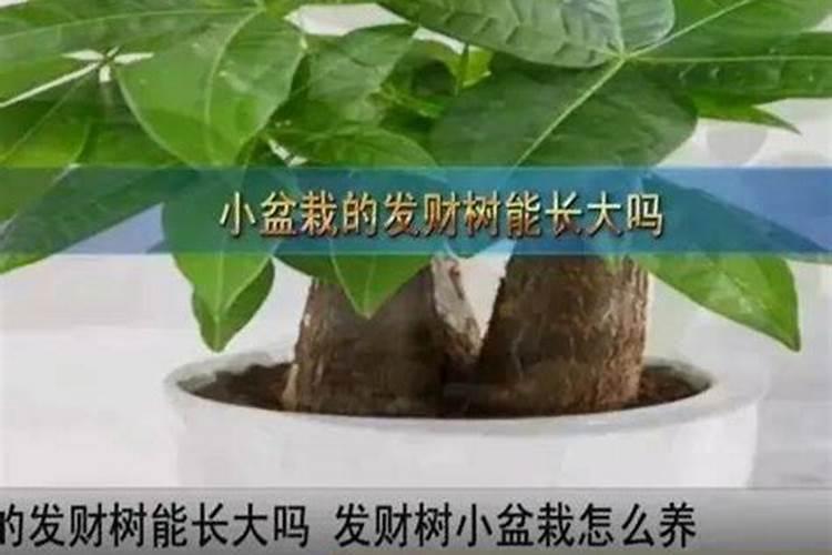 发财树怎么施肥