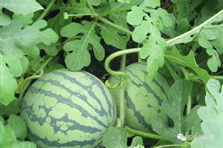 种西瓜用什么肥料最好