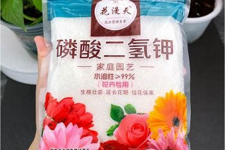 发财树如何施肥