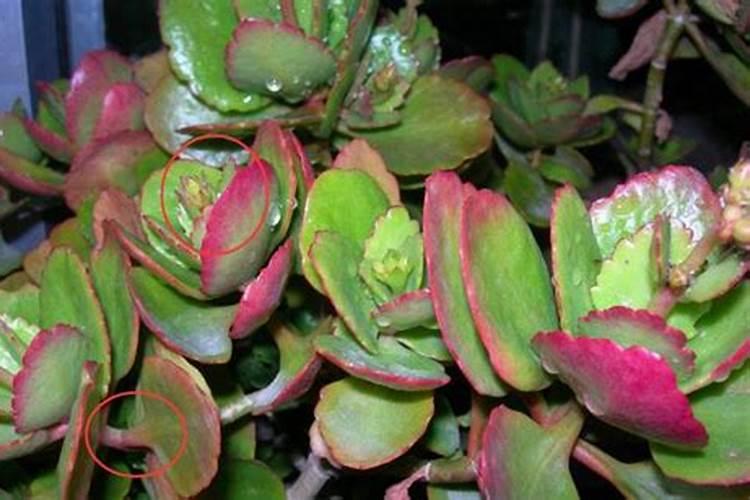 水溶肥的执行标准