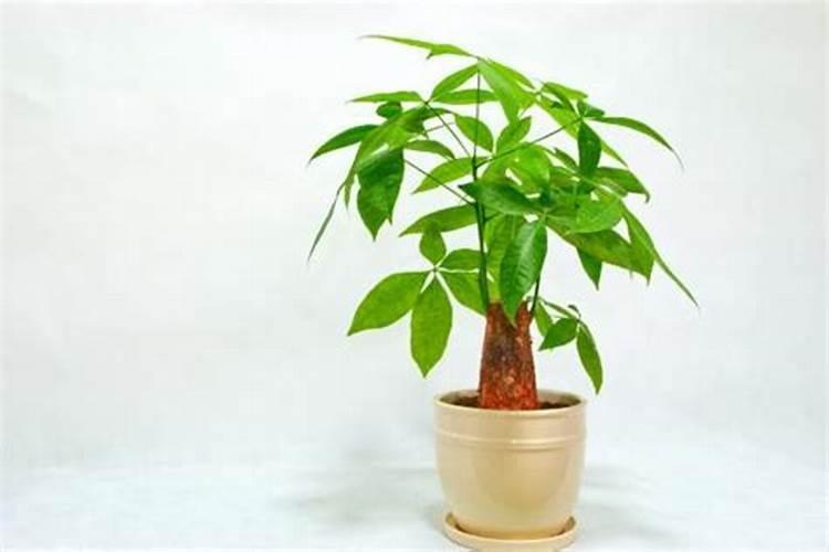 发财树用什么肥料最好