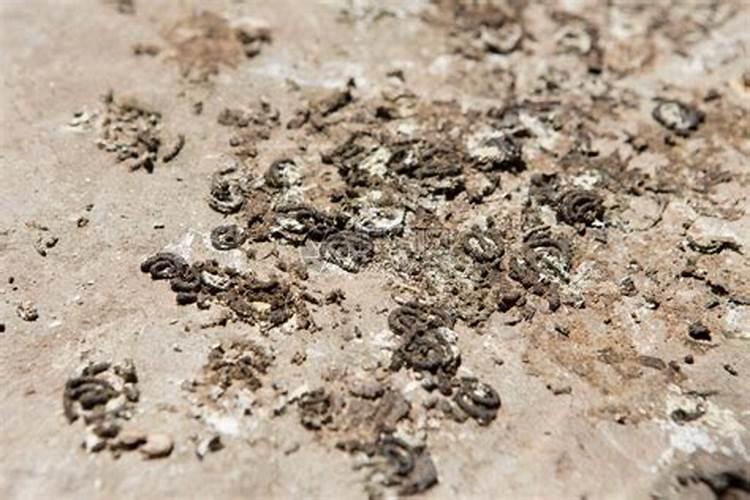 种植大葱用什么肥最好？