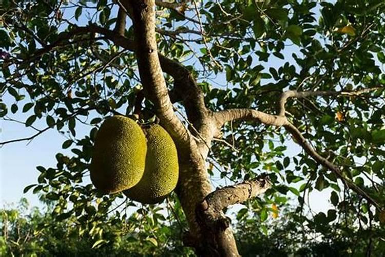 防治草坪病害的杀菌剂有哪些