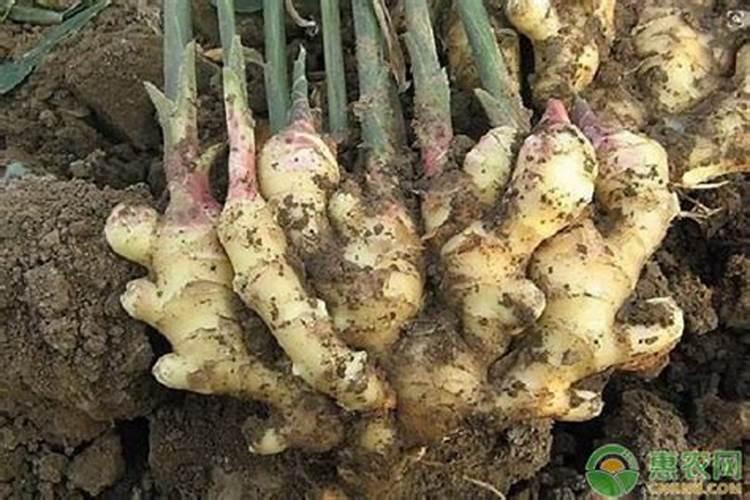 夏季草坪用什么杀菌剂最好